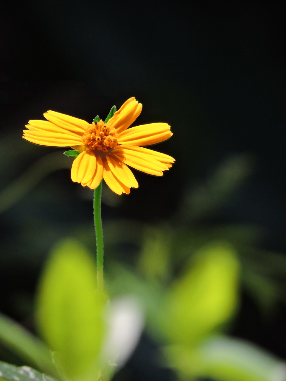 daisy flower pretty free photo