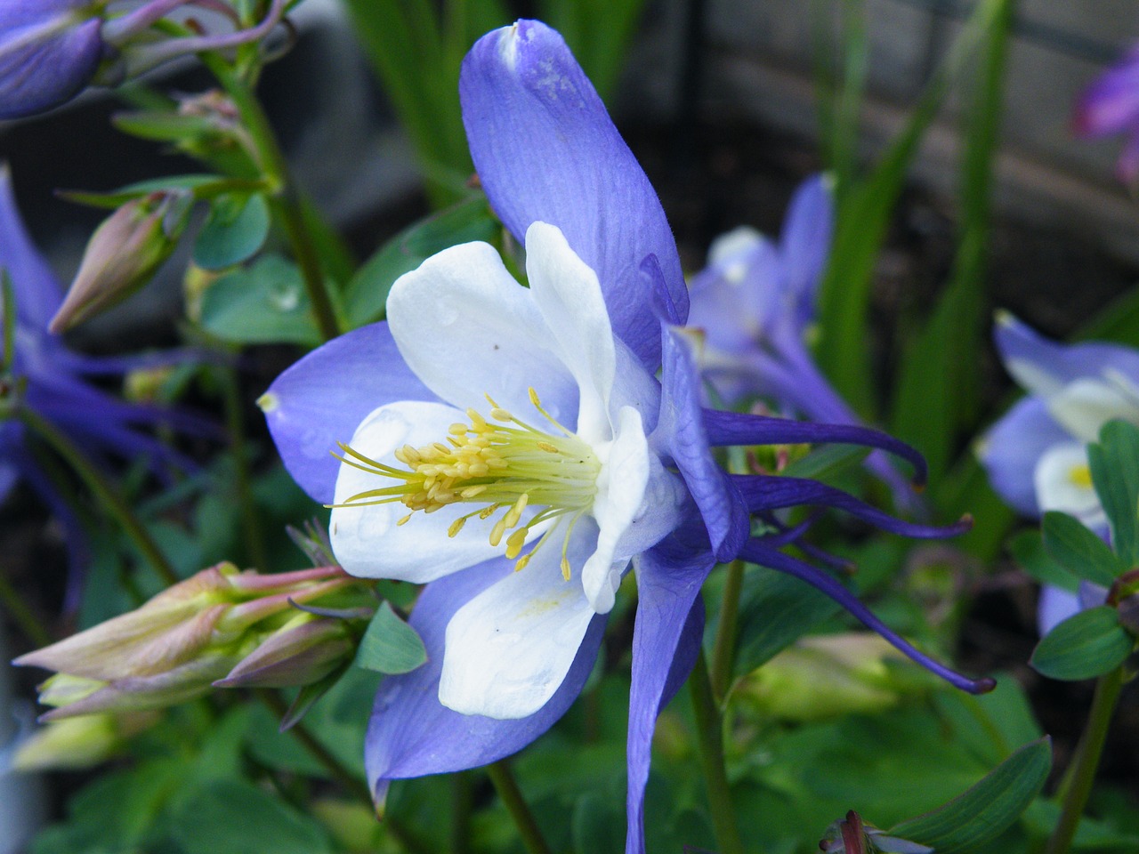 flower columbine aquilegia free photo