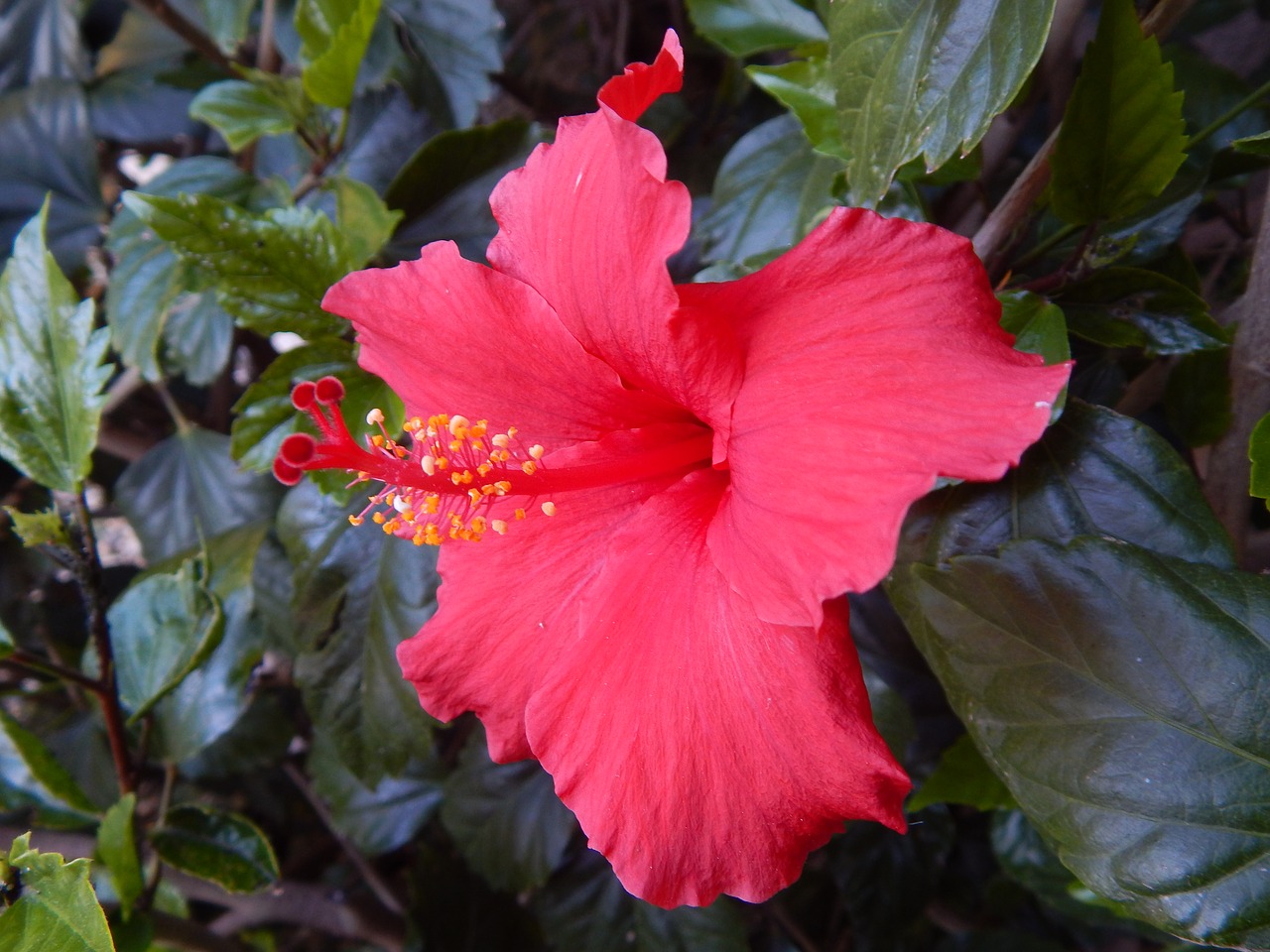 flower hibiscus red free photo