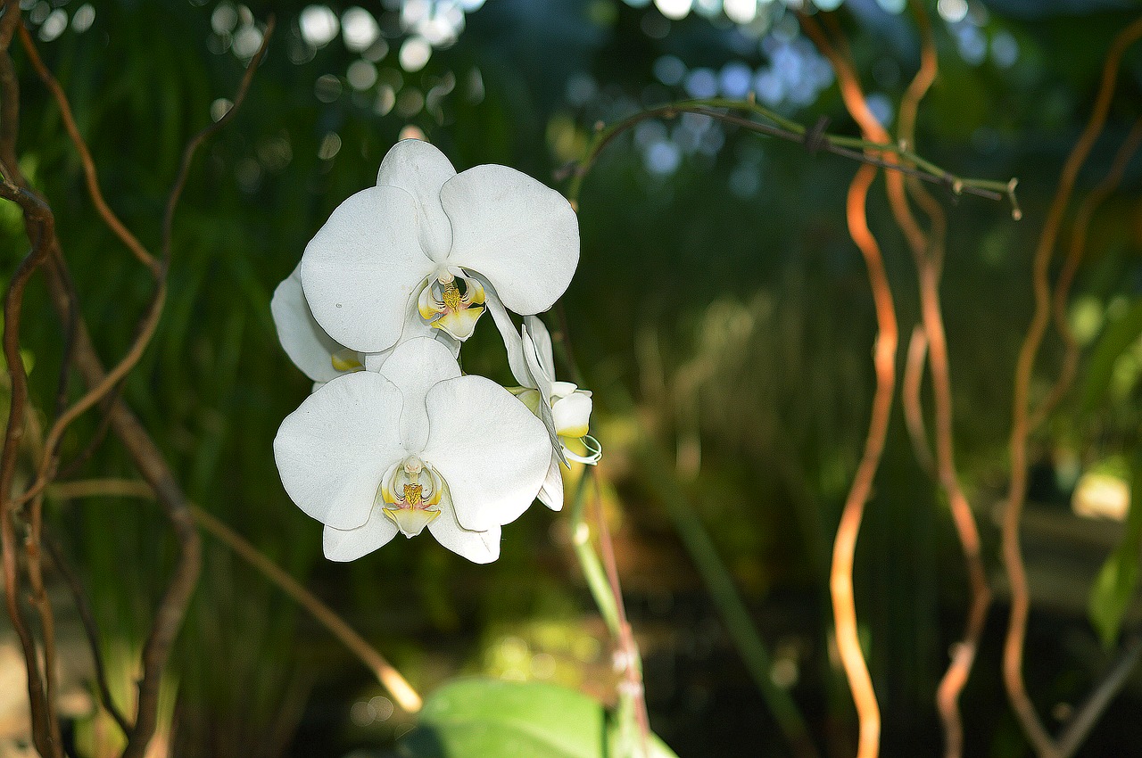 orchid flower white free photo