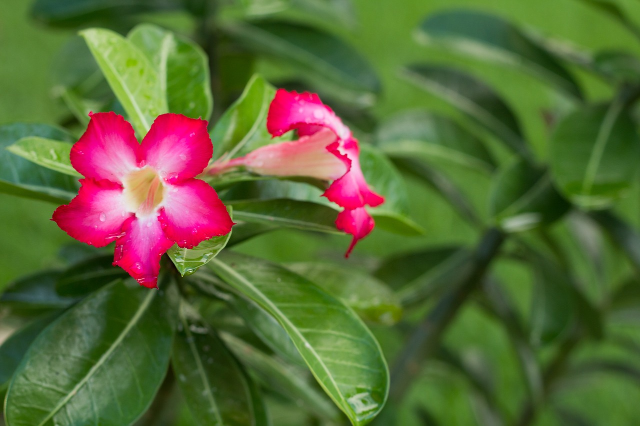 flower pink leaves free photo