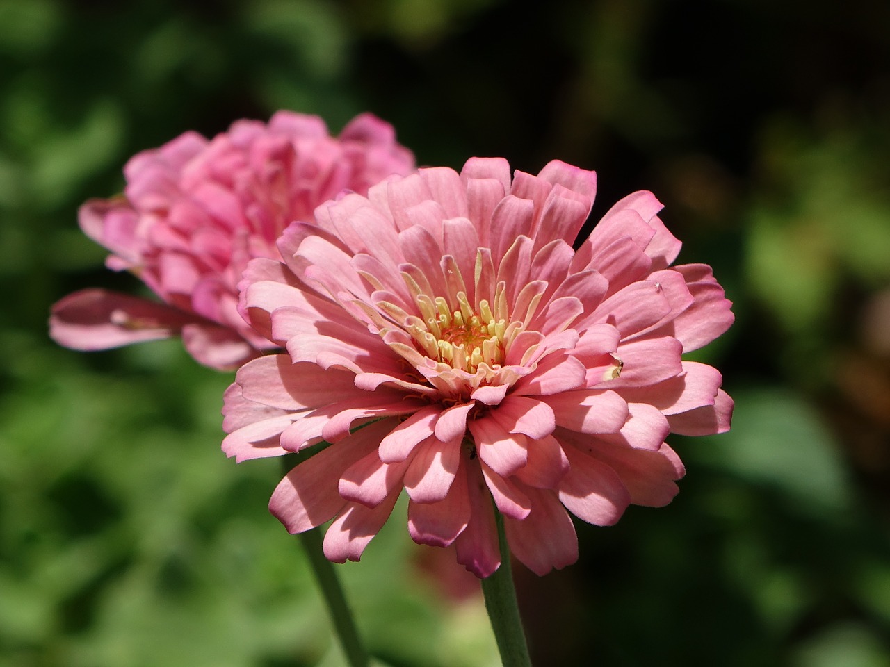 flower zinnia pink free photo