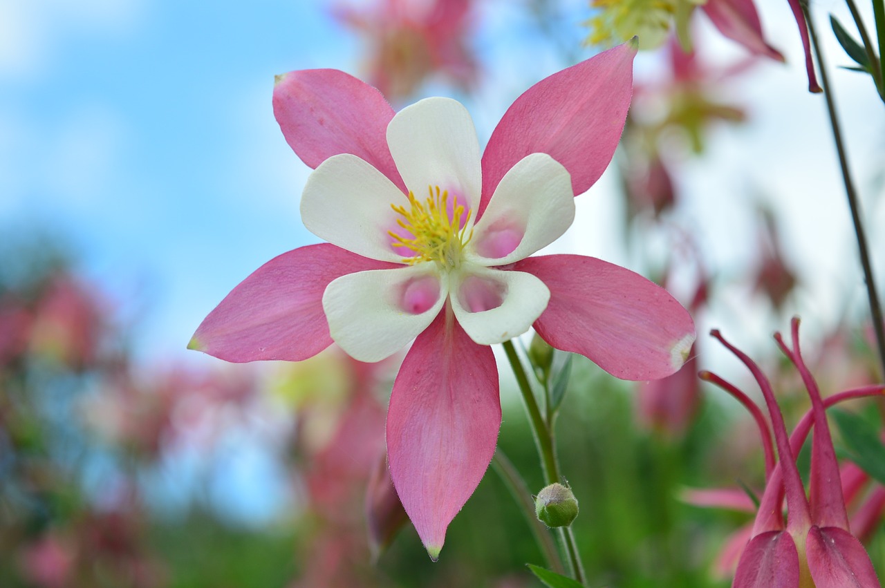 aquilegia pink flower plants free photo