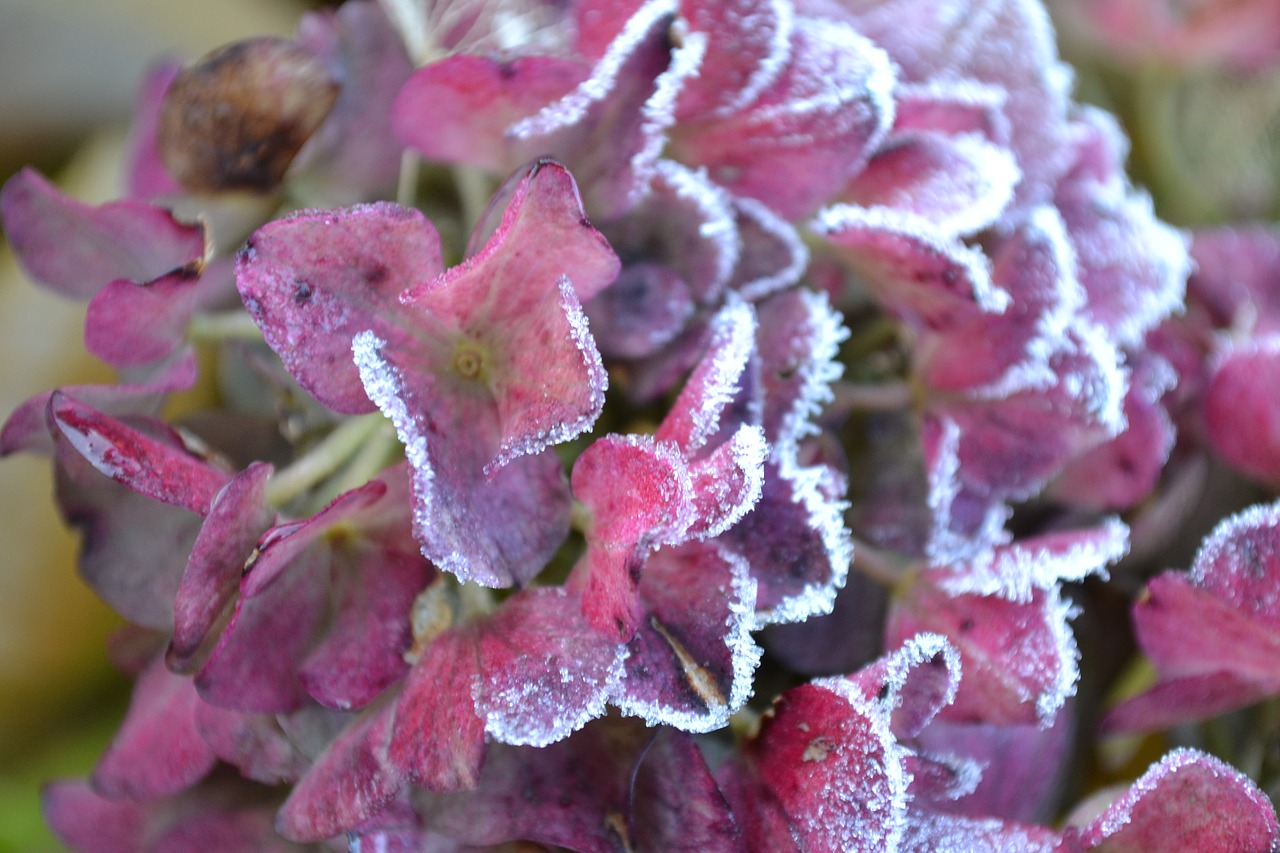 flower garden winter free photo