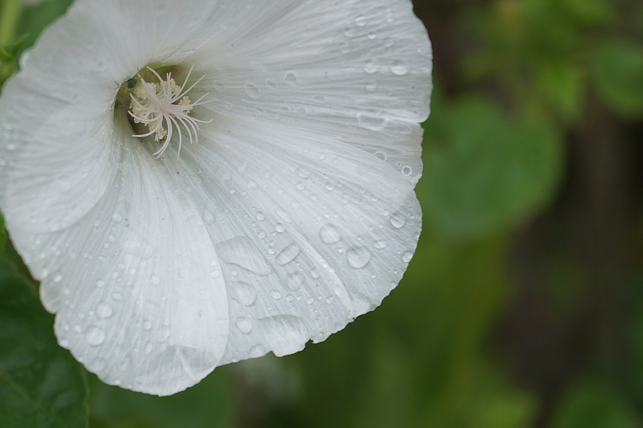 flower bindweed raindrops free photo