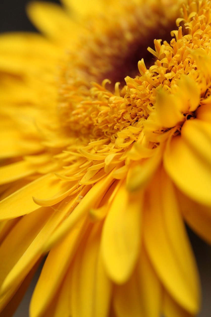 flower yellow leaves free photo