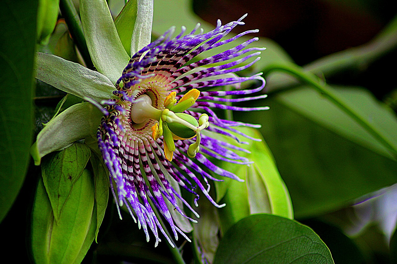 flower passiflora edulis floral free photo