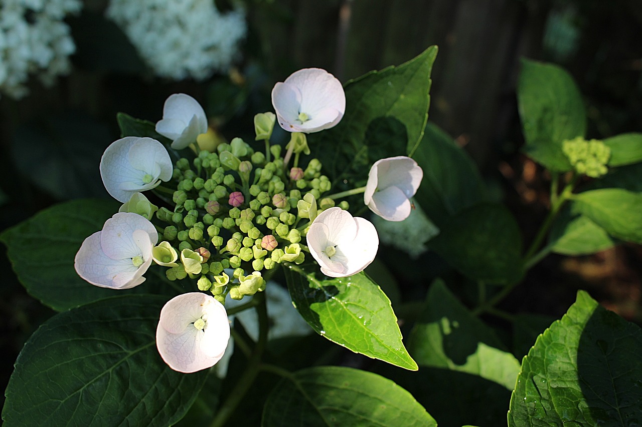 flower hydrangea summer free photo