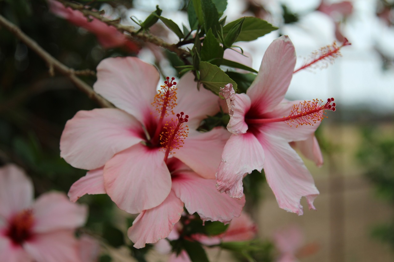 flower africa hibiscus free photo