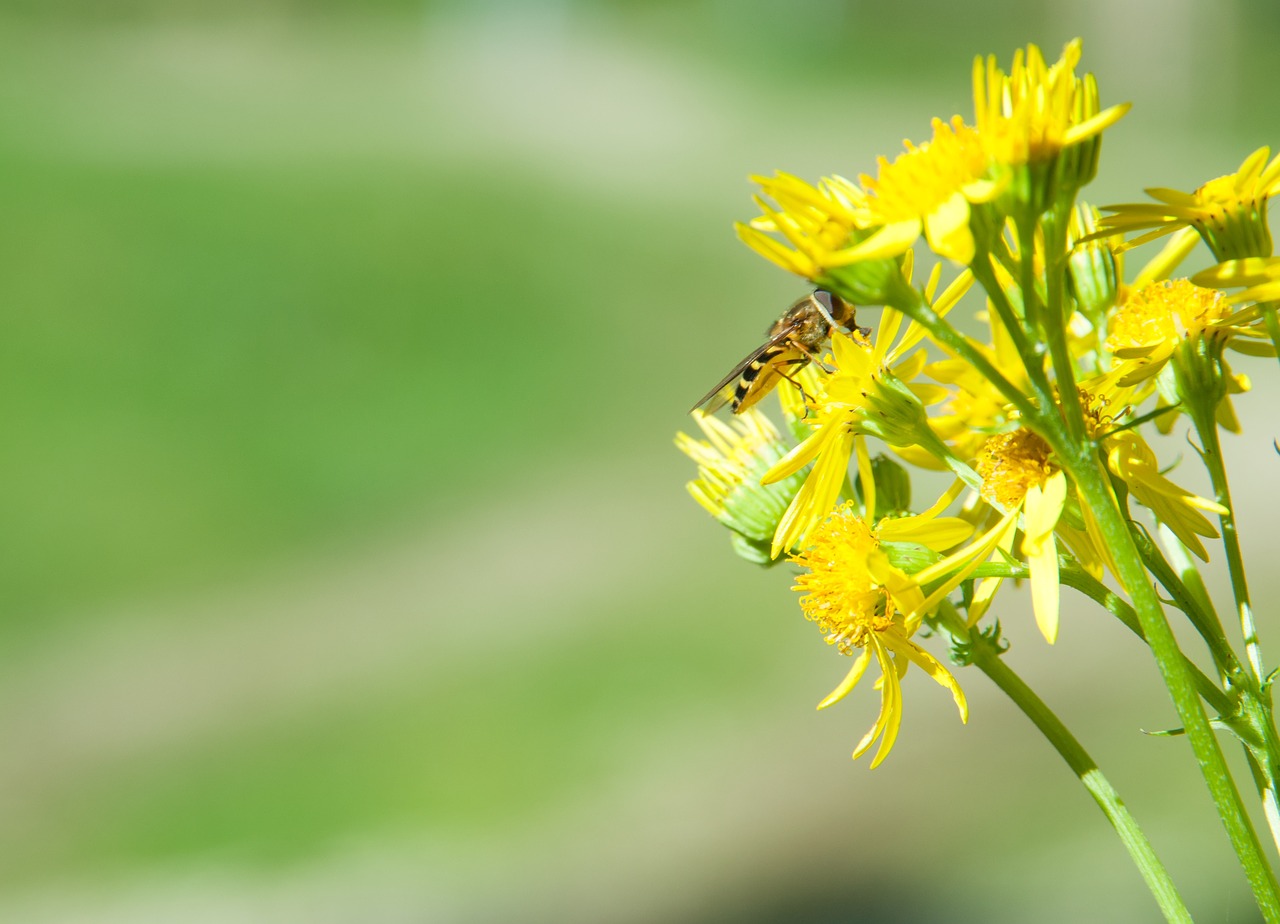 flower bee postcard free photo