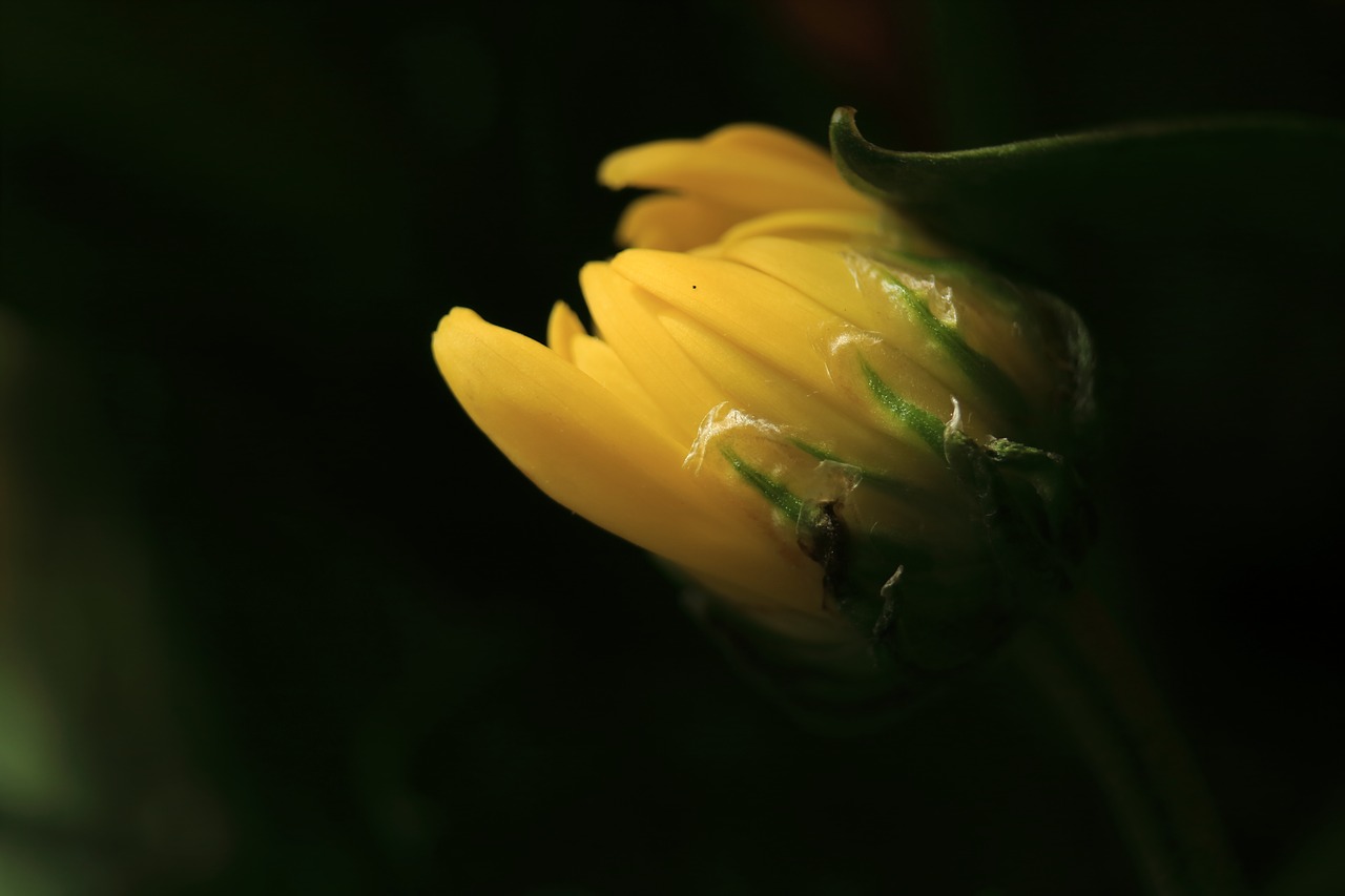 flower summer macro free photo