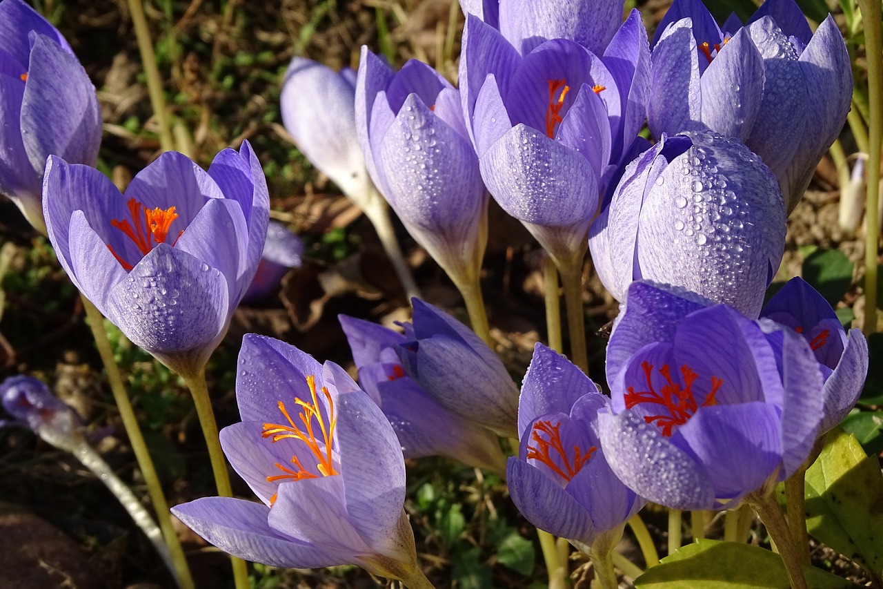 flower blue nature free photo