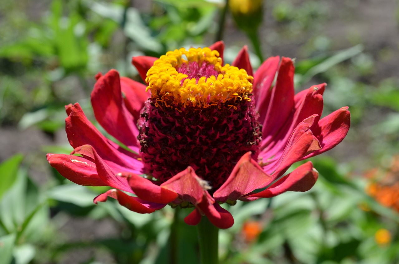 flower red flower maj free photo