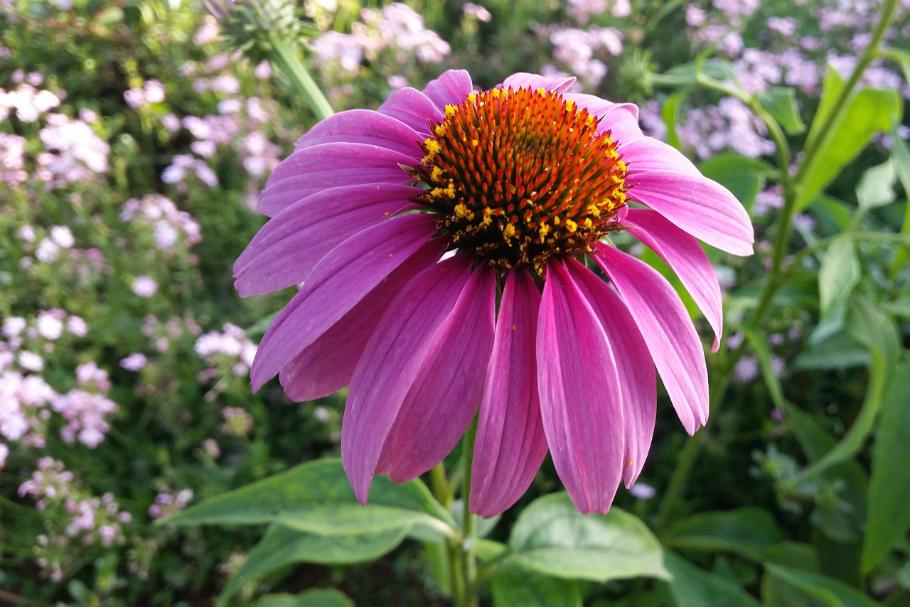 flower pink garden free photo