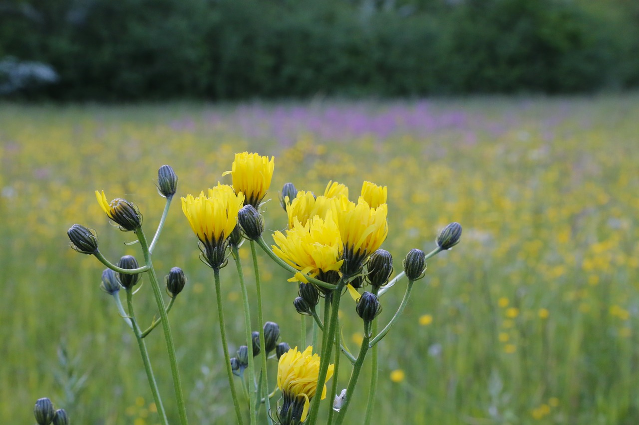 flower wild flower meadow free photo