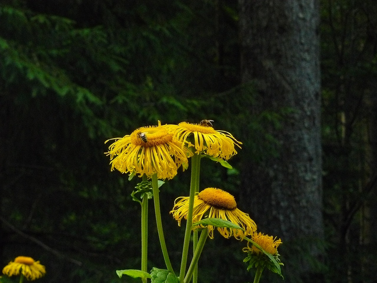 flower bee nature free photo