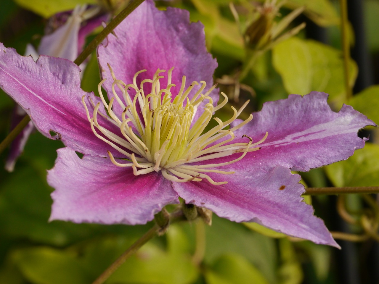 flower blossom bloom free photo