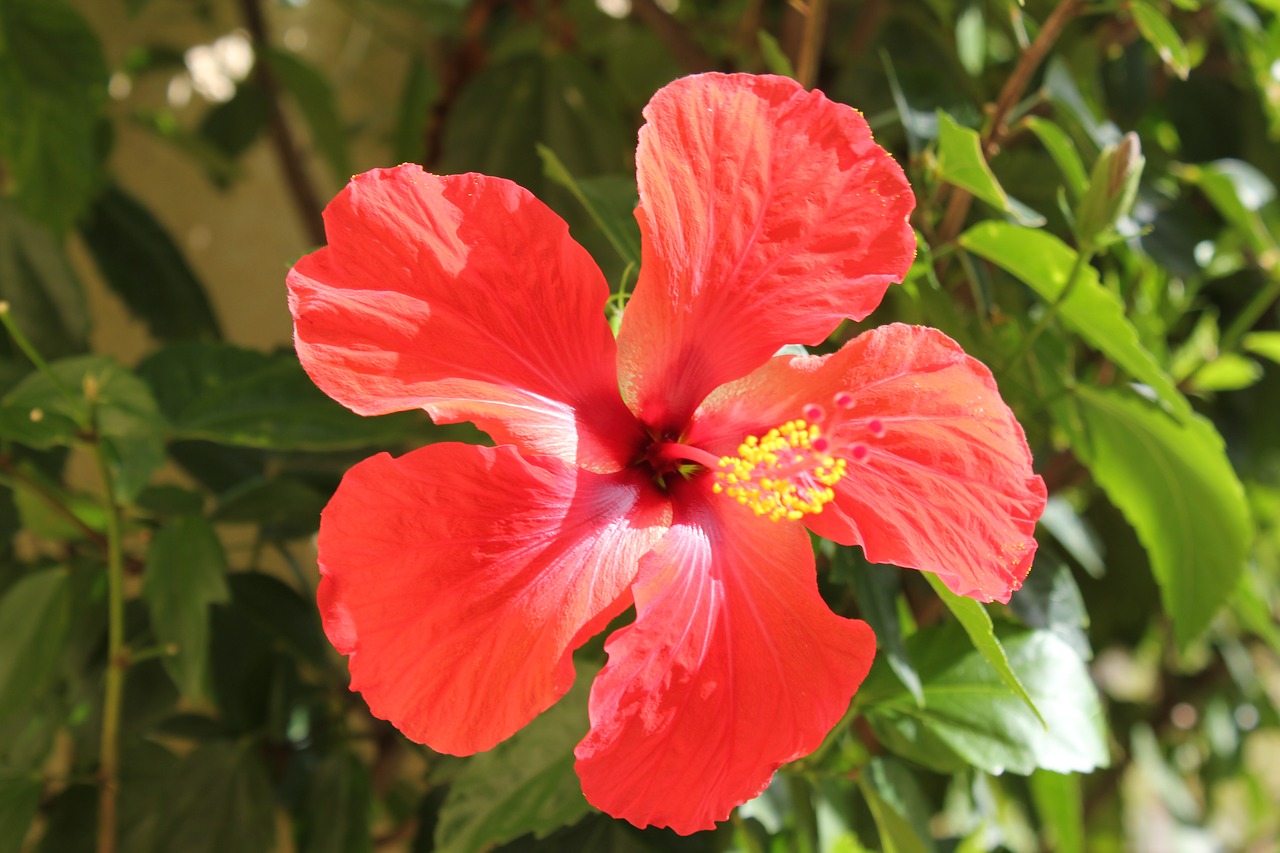 flower hibiscus red free photo