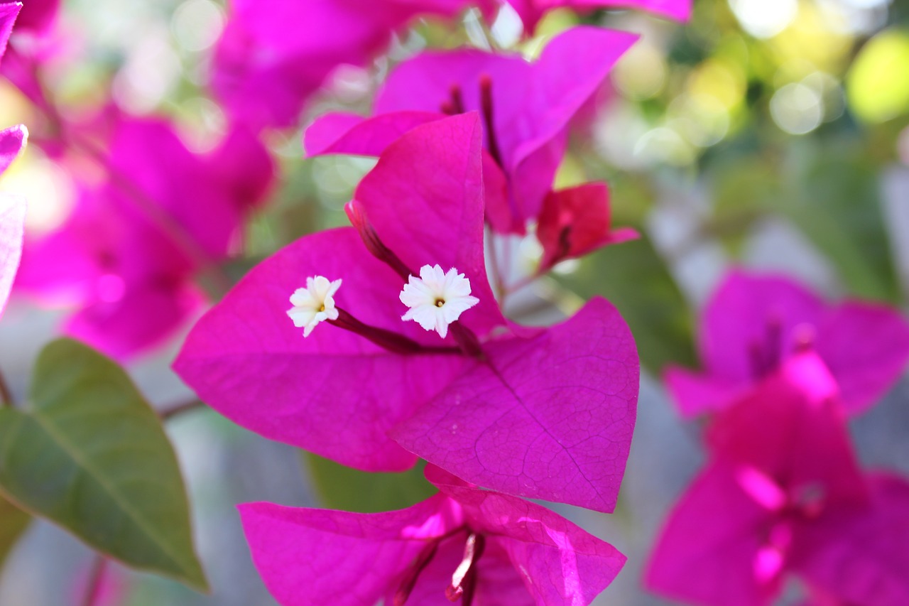 bougainvilleas flower nature free photo