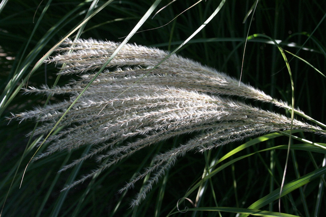 flower wheat outside free photo