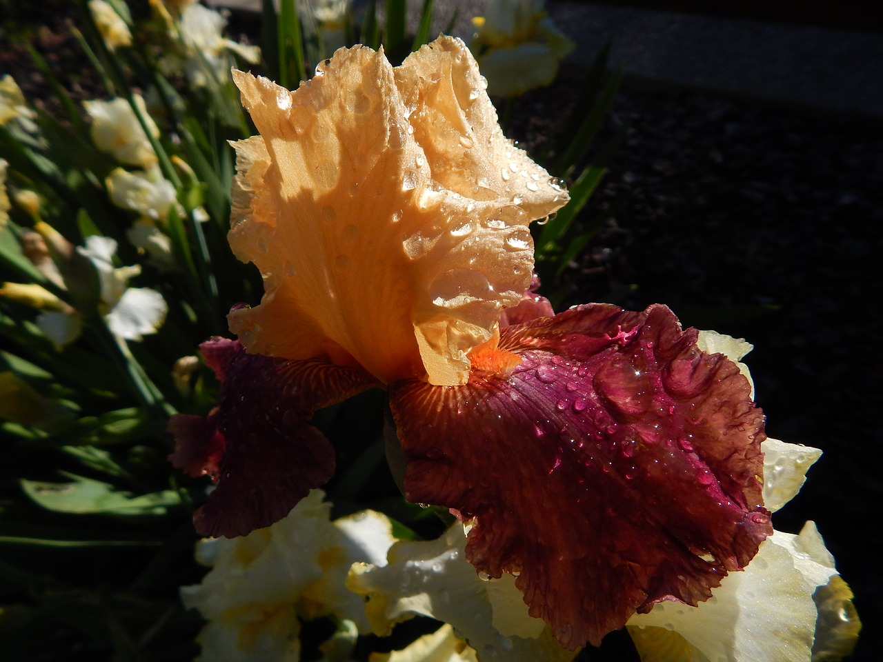 flower iris nature free photo