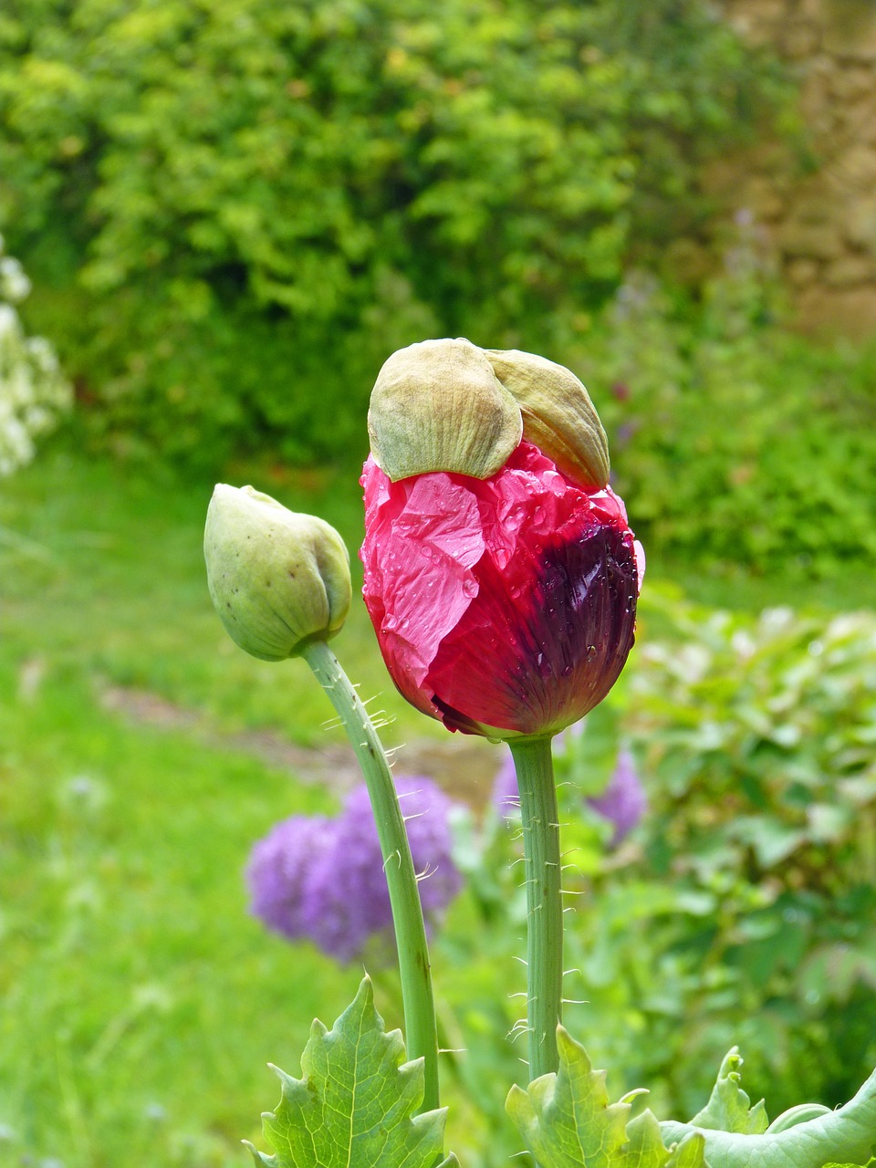 flower pink poppy pink free photo