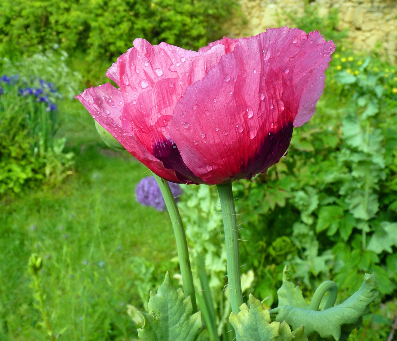 flower poppy pink poppy free photo