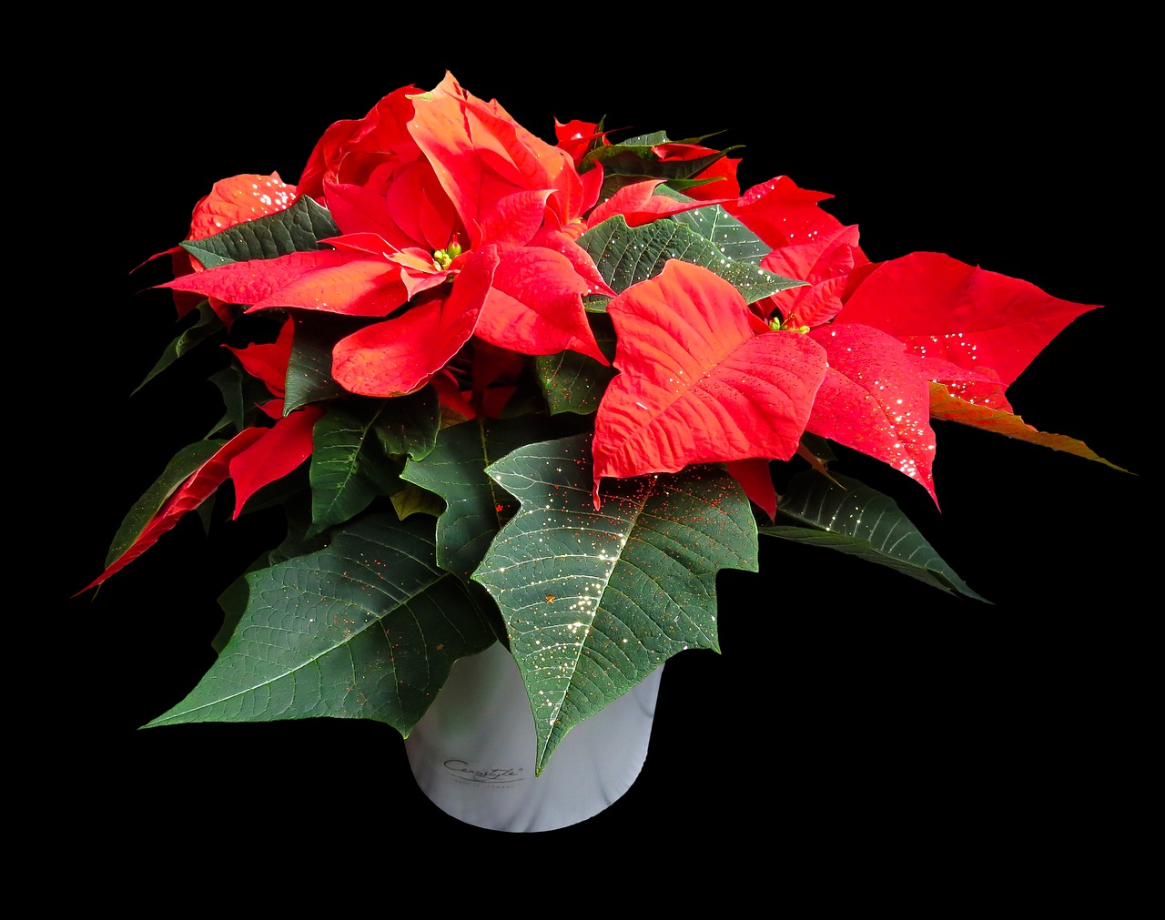 flower poinsettia plant free photo