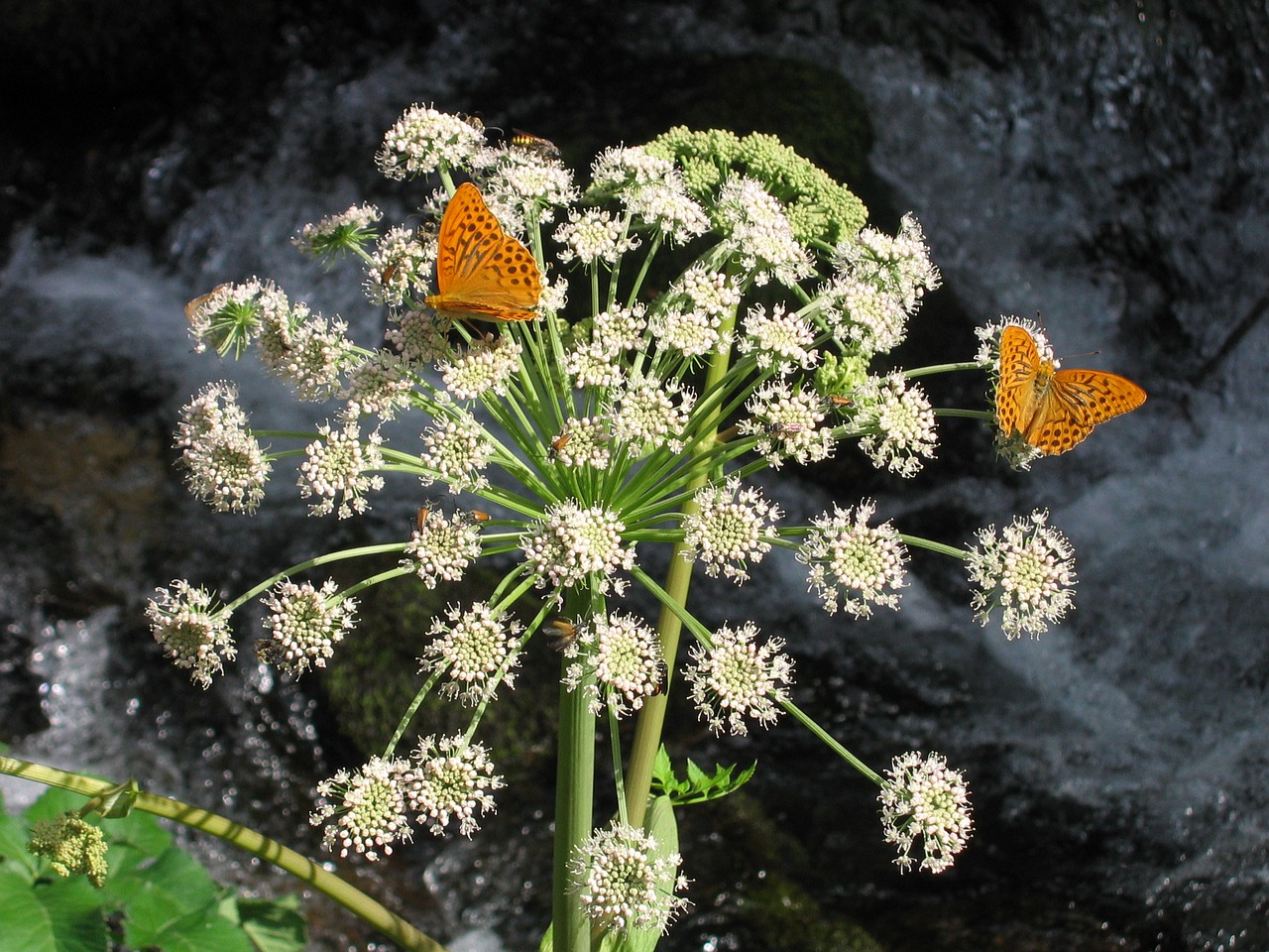 flower butterfly macro free photo