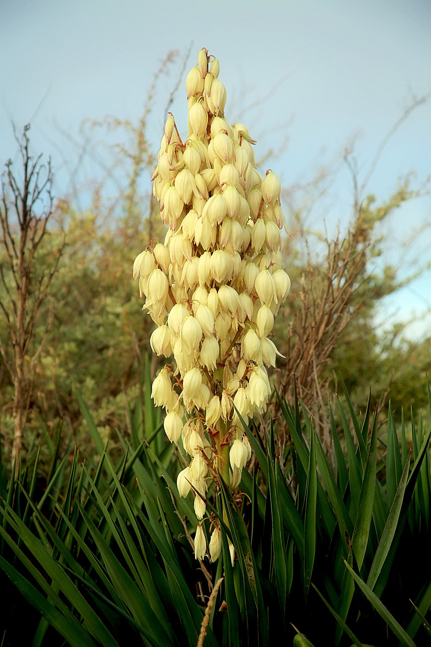 flower white bell free photo