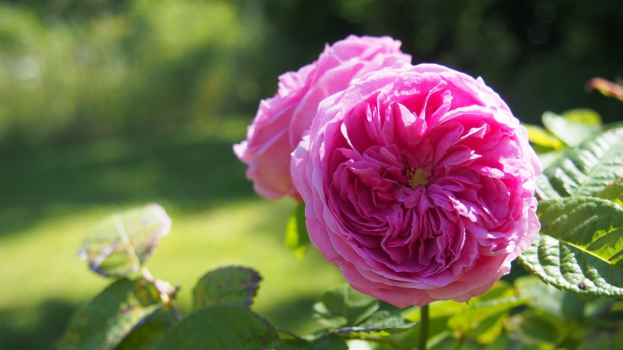 flower rosebush provence free photo