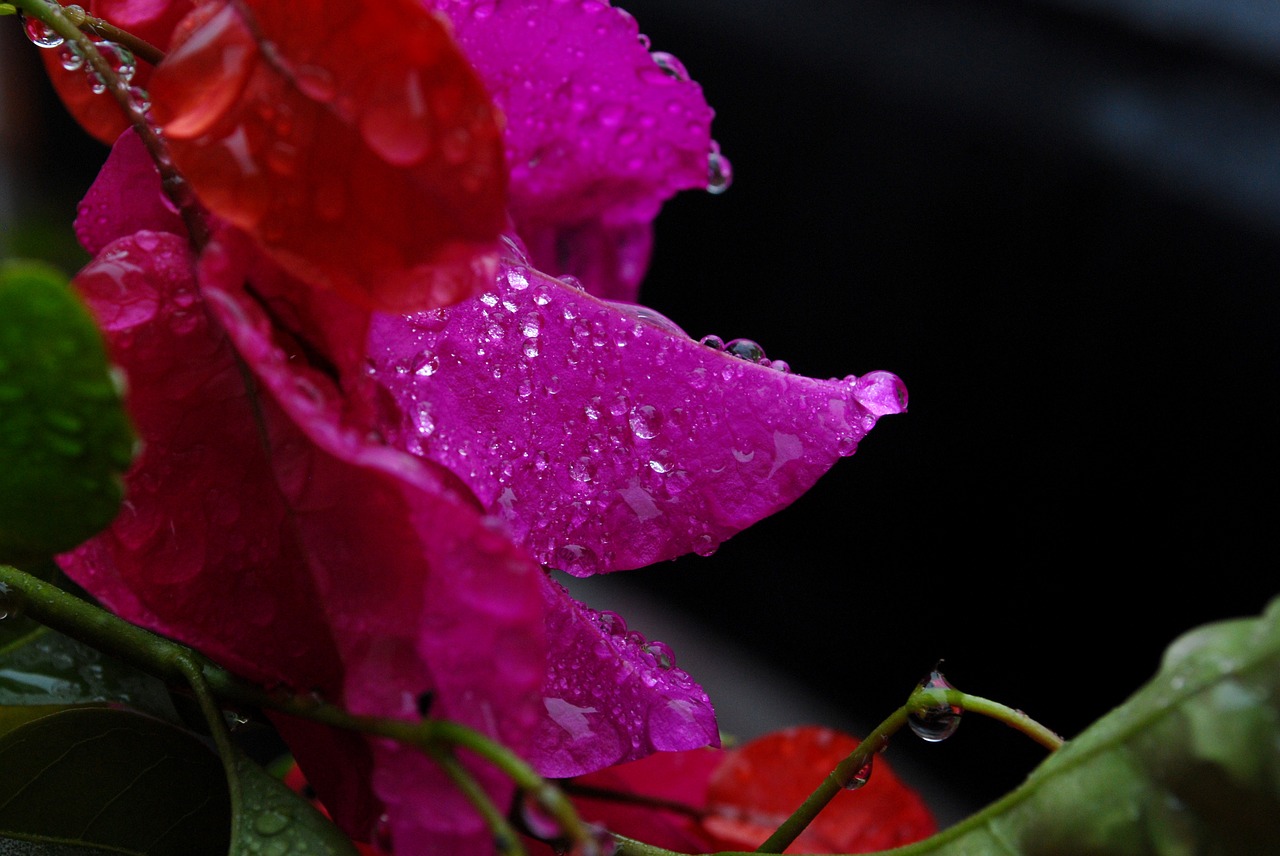 flower water rosa free photo