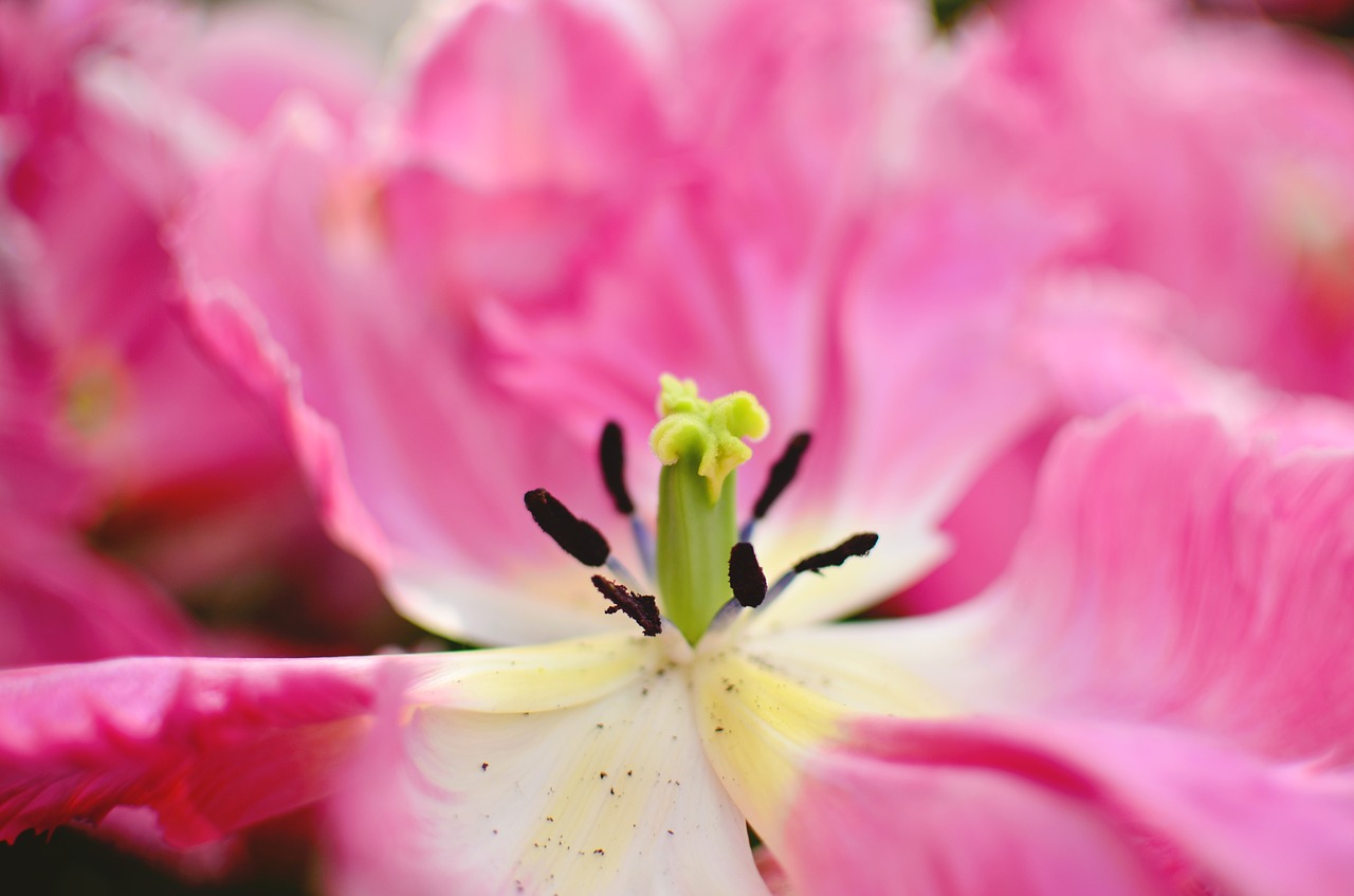 flower garden pink free photo