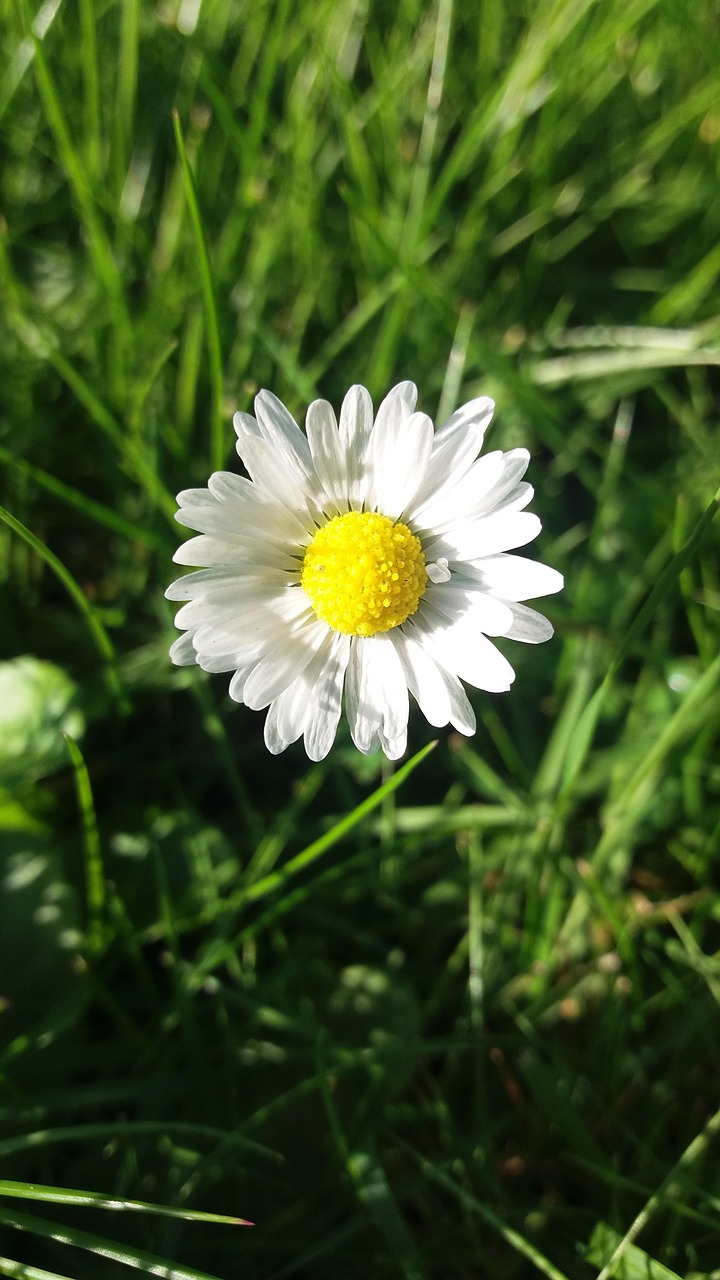 flower daisy blossom free photo