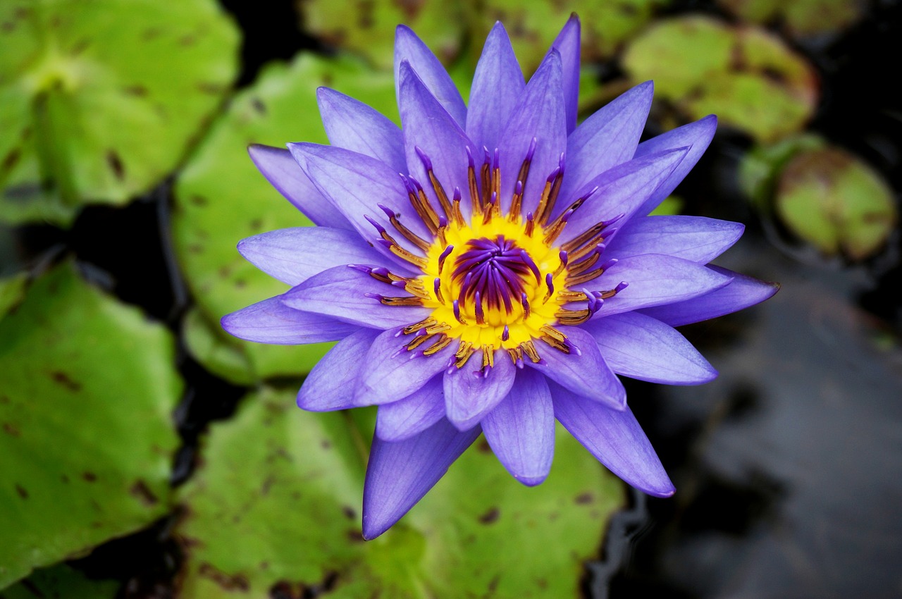 flower water lily plant free photo