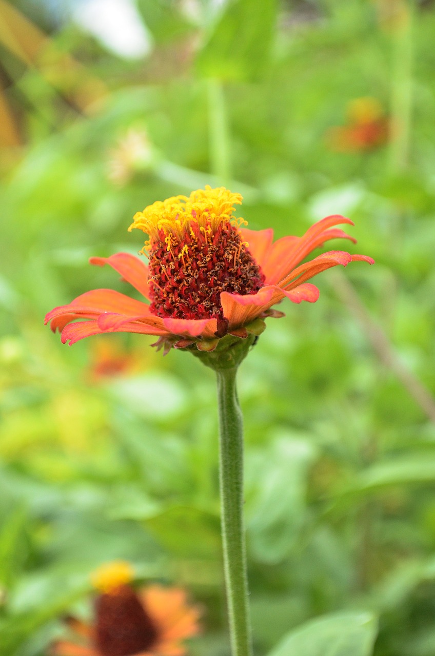 flower camp nature free photo