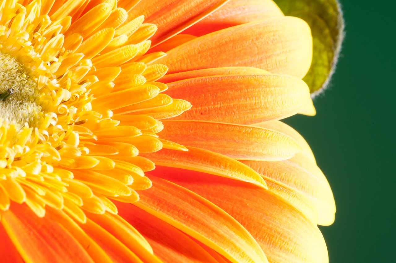 flower macro close up free photo