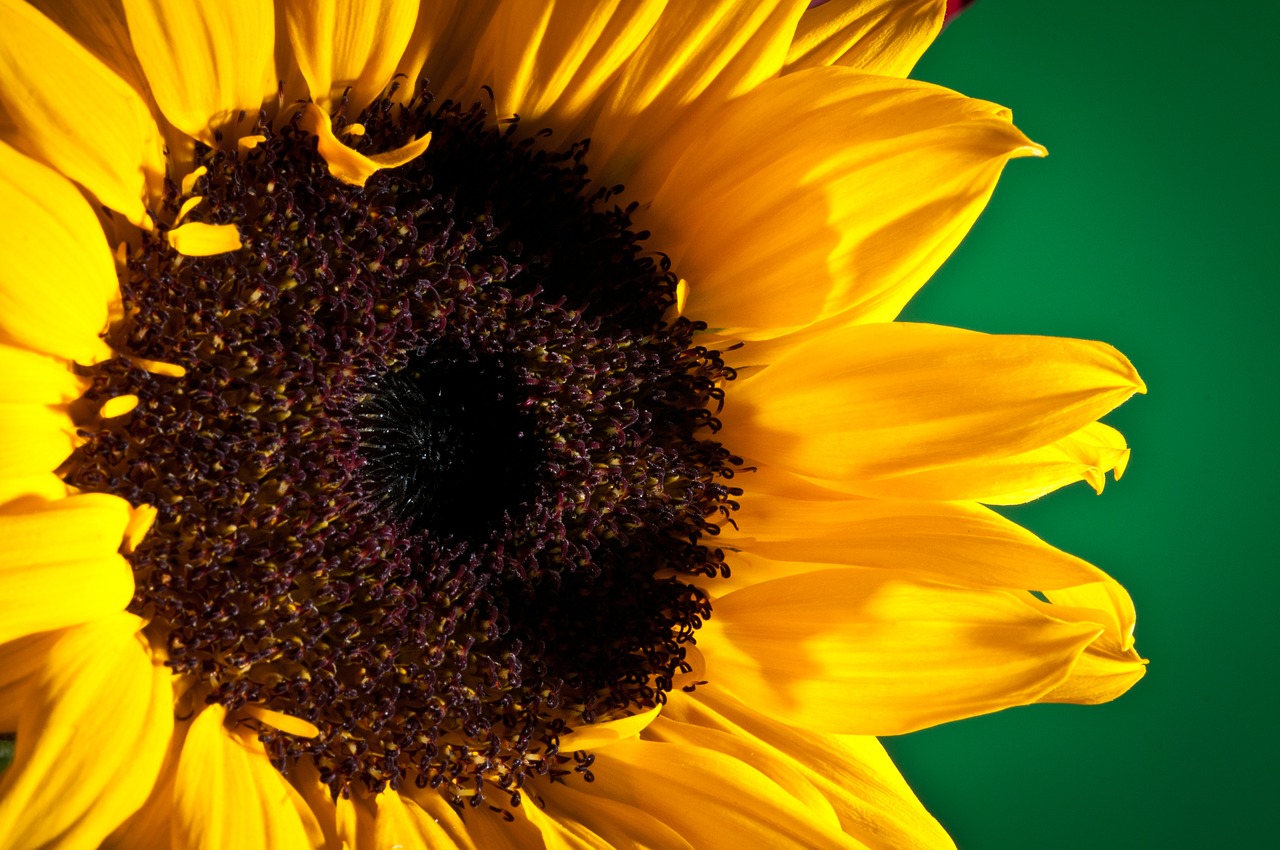 flower macro close up free photo