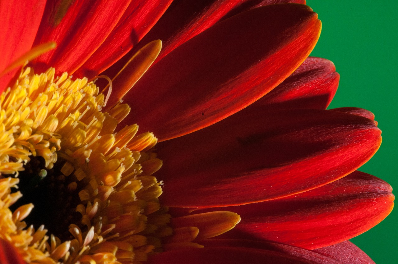 flower macro close up free photo