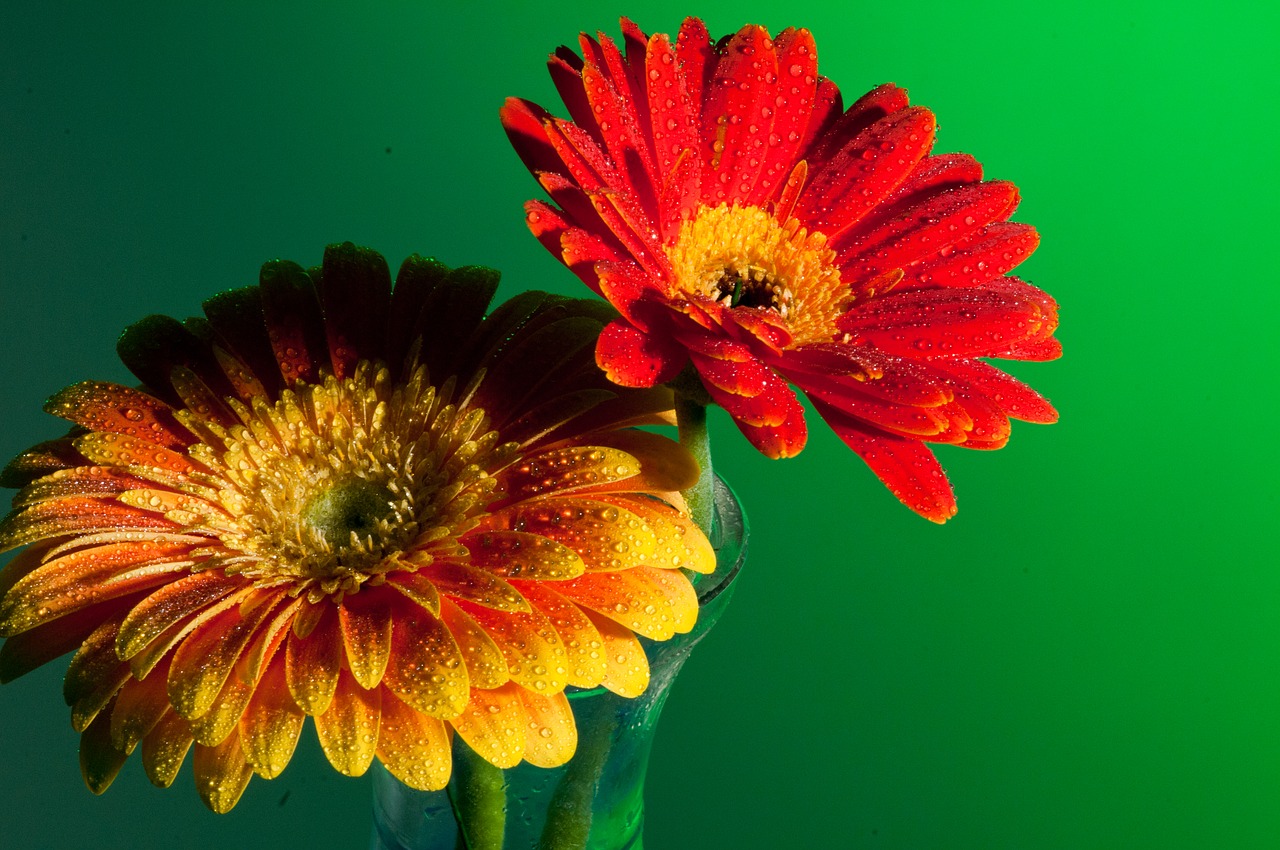 flower macro close up free photo