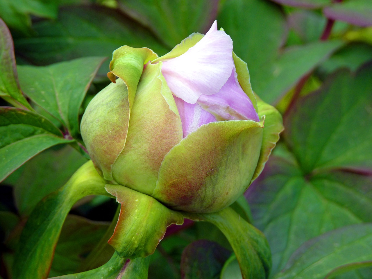 flower button peony free photo