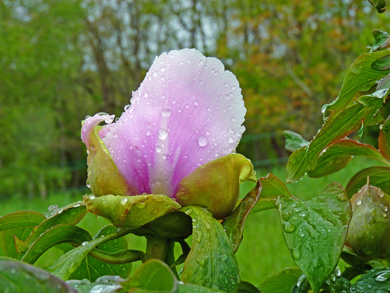 flower peony pink free photo