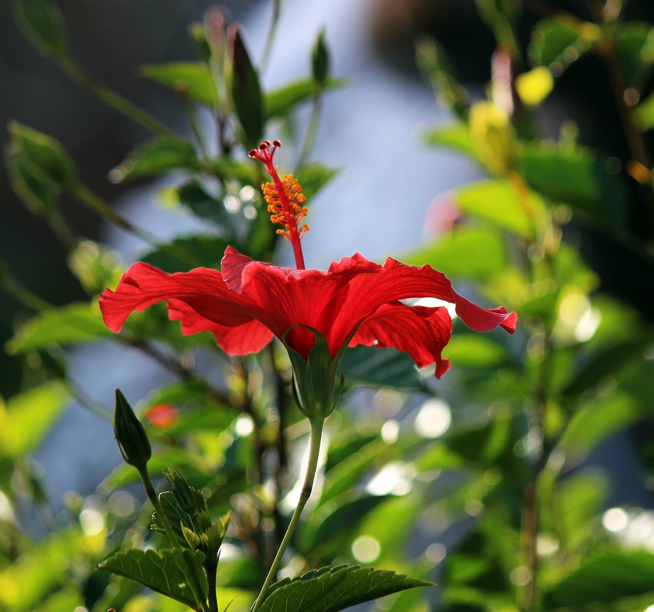 flower hibiscus tropical free photo