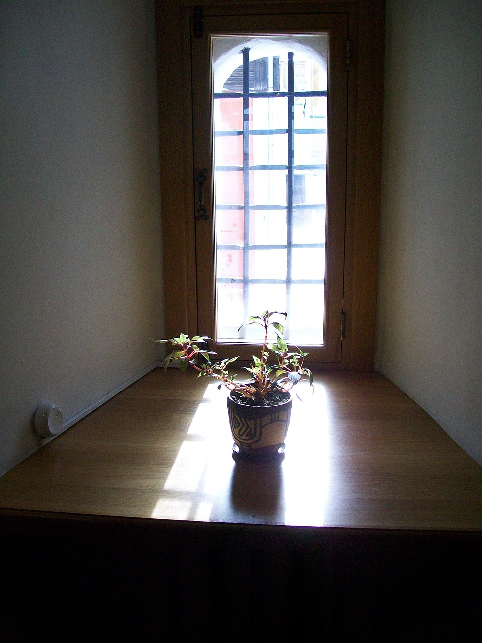 flower sun window free photo