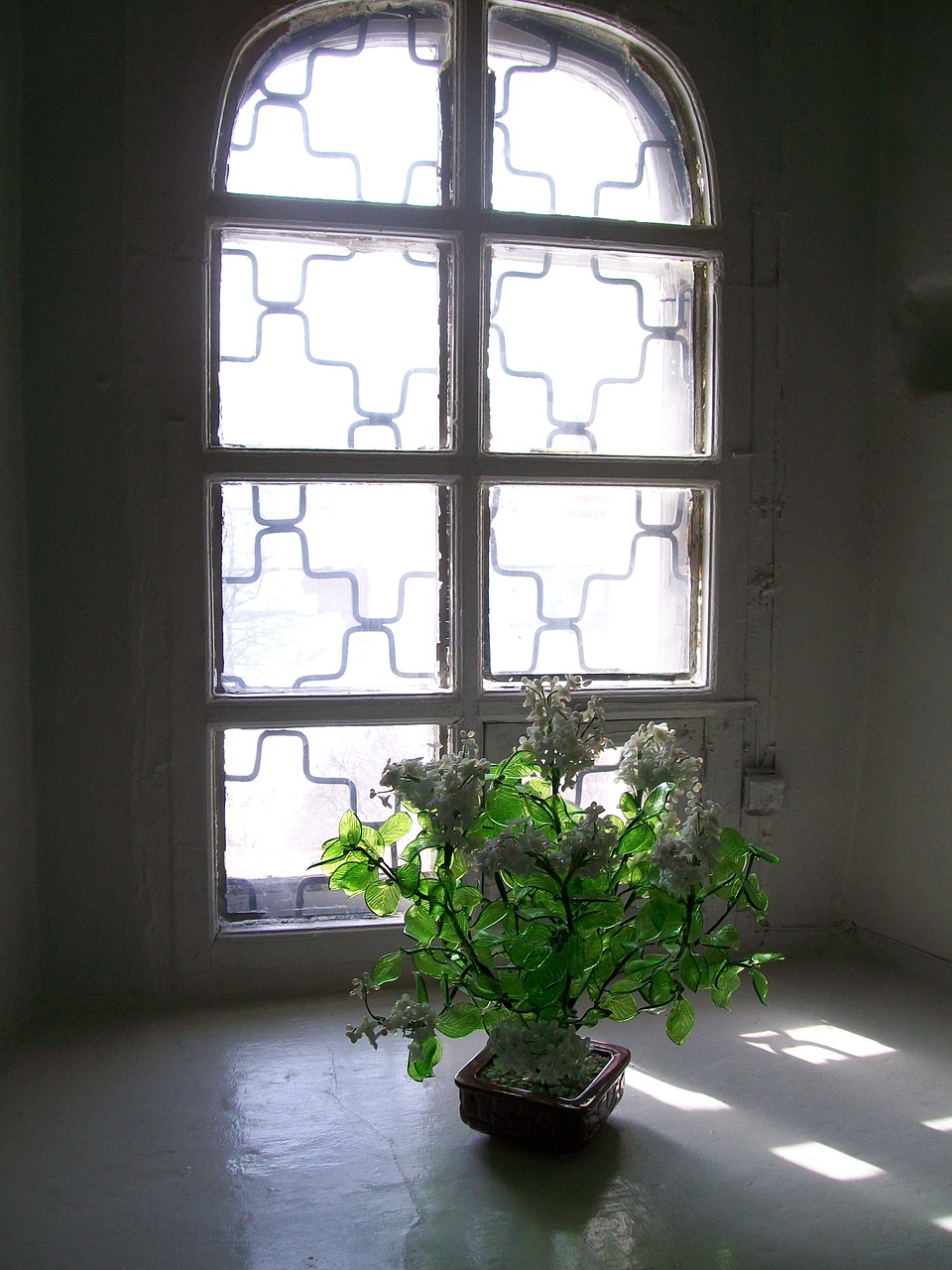 flower sun window free photo