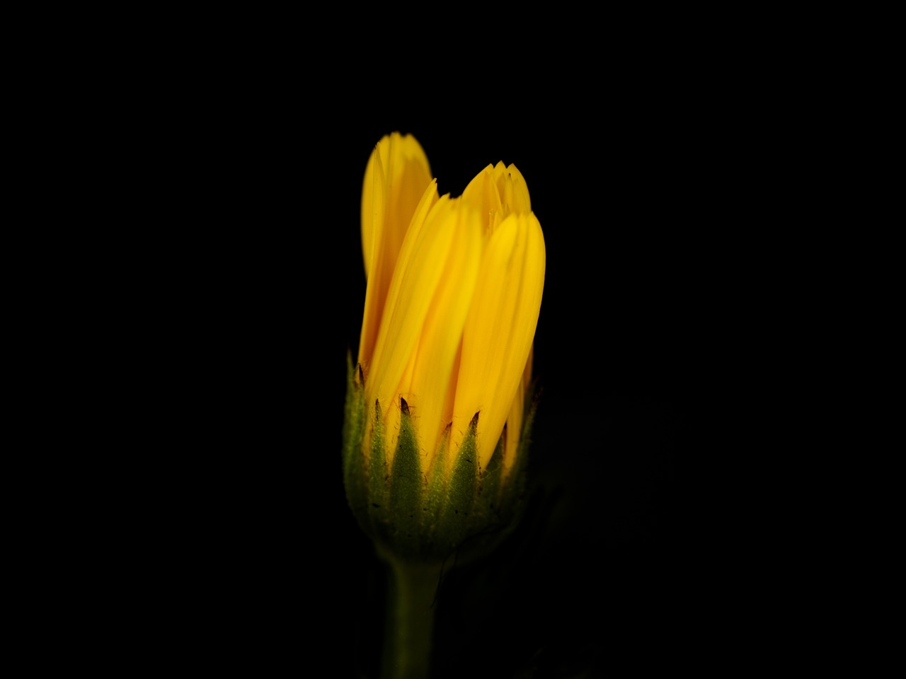 flower yellow closeup free photo