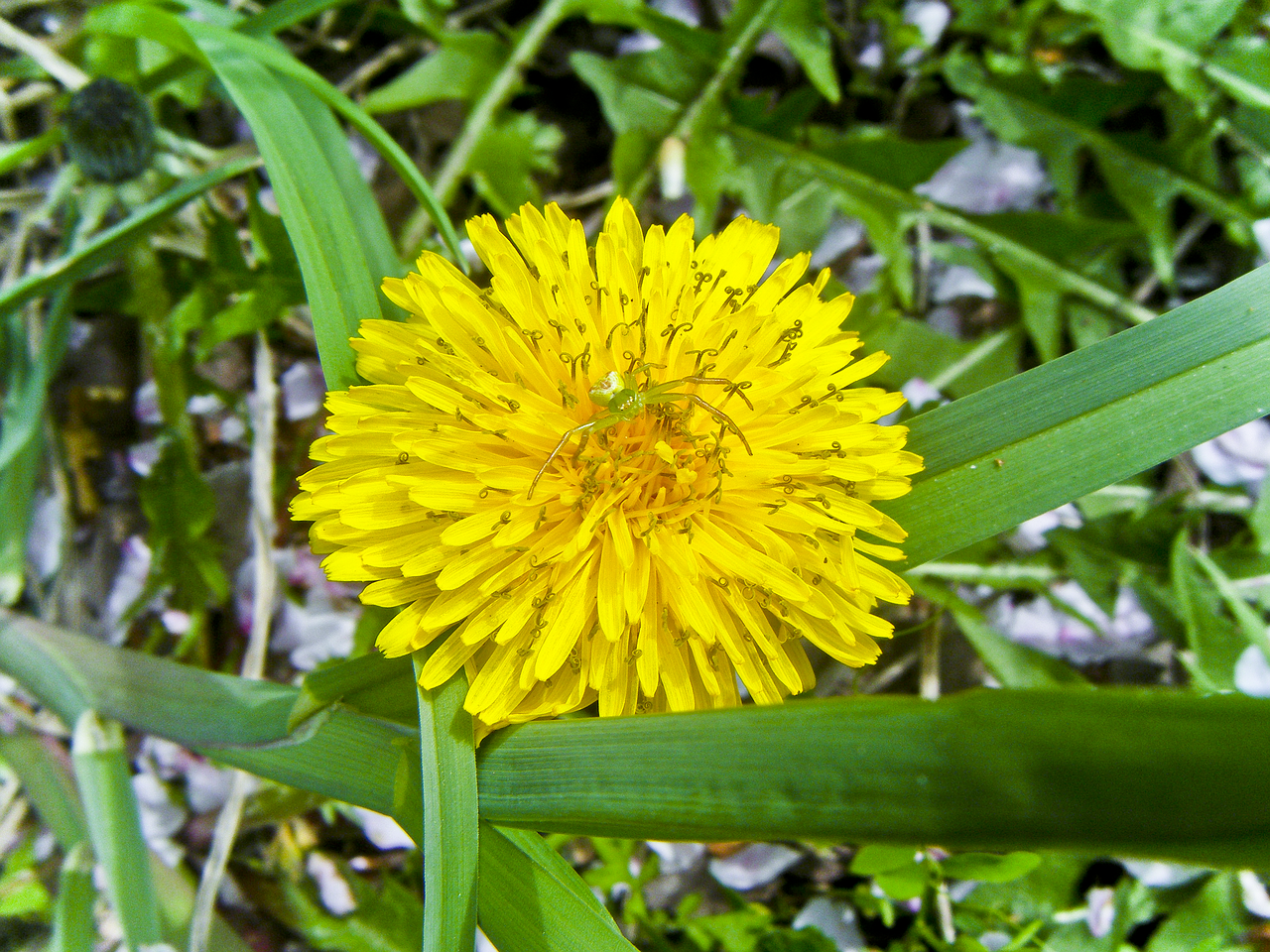flowers dandelion nature free photo