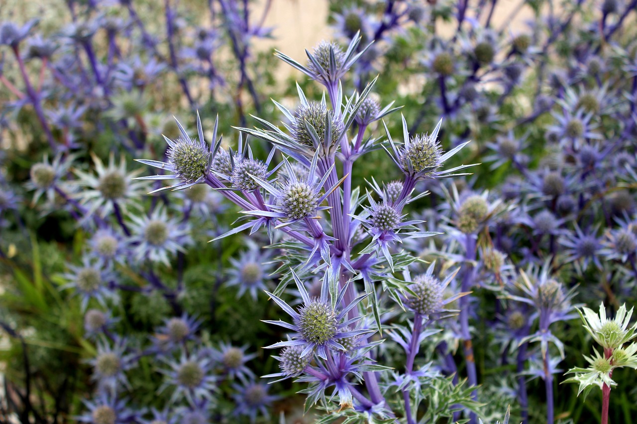 flower nature scotland free photo