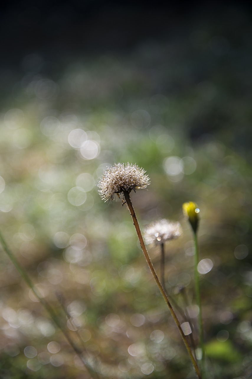 flower nature green free photo