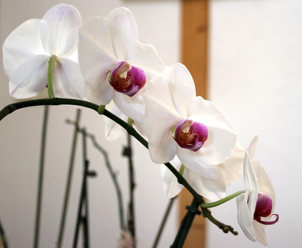 flower orchid blossom free photo